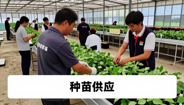 泰安嘉木种植销售有限公司以种苗供应服务连接更多应用场景