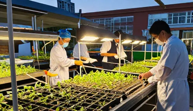 种苗供应如何提升种植效率?渠道供货的关键问题解析
